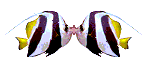 hj-fish.gif (38855 bytes)